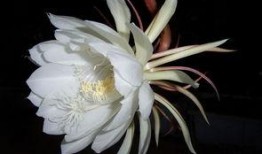 昙花哥爆料内容大全最新,揭秘娱乐圈最新动态与幕后故事